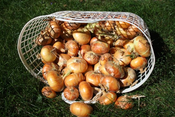 Где брать ссылки на кракен